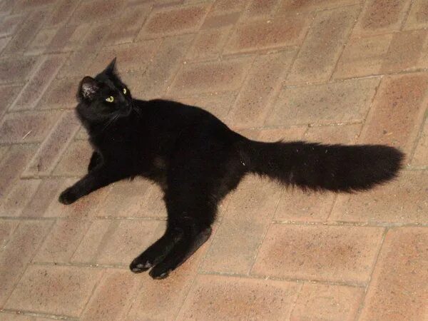 Черная ангора. Турецкая ангорская черная. Турецкая ангора кот черный. Турецкий ангорский кот черный. Кошка ангорка черная.