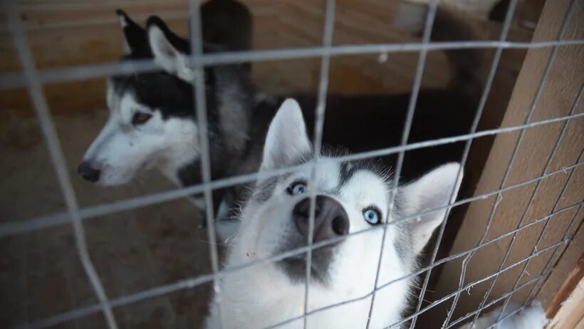 Холмогоры "дом хаски". Ферма хаски в ижевске. Фабрика хаски архангельская. Хаски архангельск. Хаски архангельск.