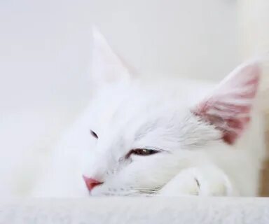Кошка белое небо