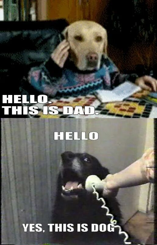 Yes this is Dog. Hello this is Dog. Hello Yes this is Dog. Hello Yes it is a Dog. Хеллоу собаки