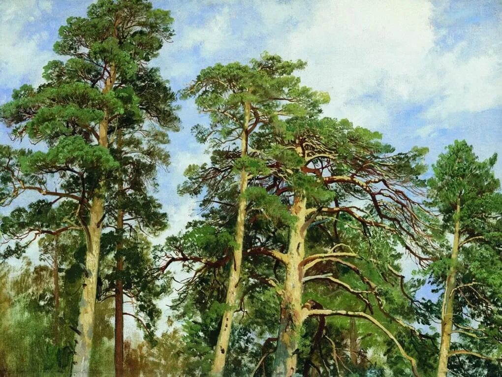Автор картины сосна. Вековая сосна белокуриха. Художник крачковский сосны лес. Сосновый лес в живописи. Автор картины сосна.