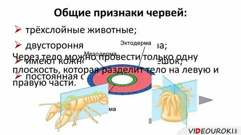 4 трехслойные животные