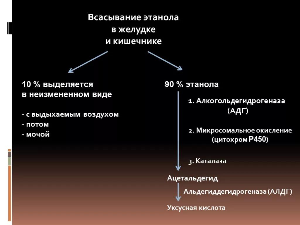 Интенсивное всасывание. Всасывание этилового спирта. всасывание этанола. всасывание и распределение этанола. абсорбция этанола это.
