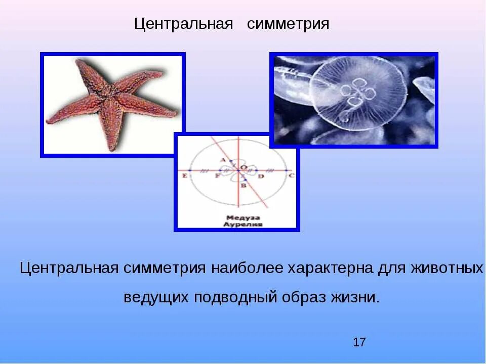 Укажите тип симметрии животного рыба. Центральная симметрия примеры. Центральная симметрия в природе. Примеры центральной симметрии в жизни. Центральная симметрия примеры из жизни.