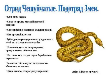 Характеристика змей