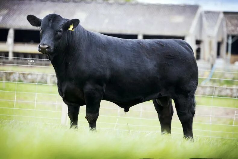 Bull cock. Абердин Блэк Ангус. Бык "Абердин-Ангус". Быков Абердин-Ангусской породы. Блэк Ангус бык.