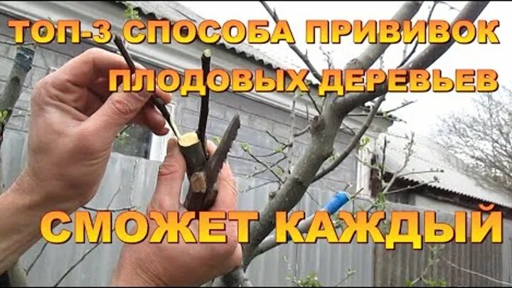 Начало прививок деревьев весной. Прививка деревьев. прививка плодовых деревьев. прививка деревьев весной. способы прививки плодовых деревьев весной.