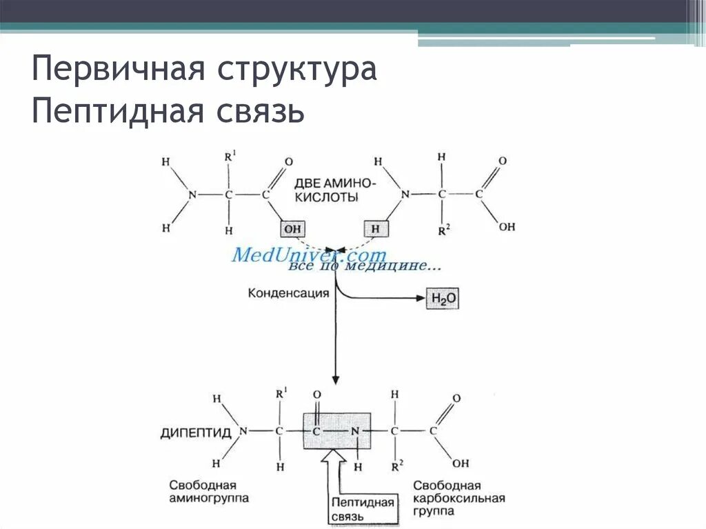 Электронное строение пептидной группы первичная структура. Структура белка пкптидная связьпервичная. Первичная структура белков пептидная связь. Пептиды. Пространственное строение пептидной группы..