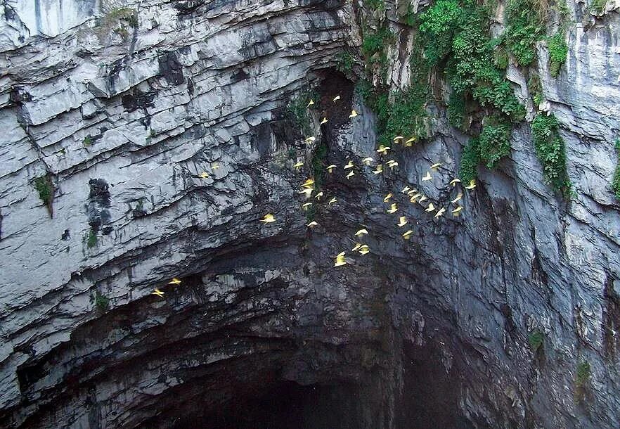 Пещера эса. Пещера Санктум ласточек. Сан Луис Потоси пещера ласточек. Пещера ласточек - Сотано де Лас Голондринас. Пещера эса ала Папуа новая Гвинея.