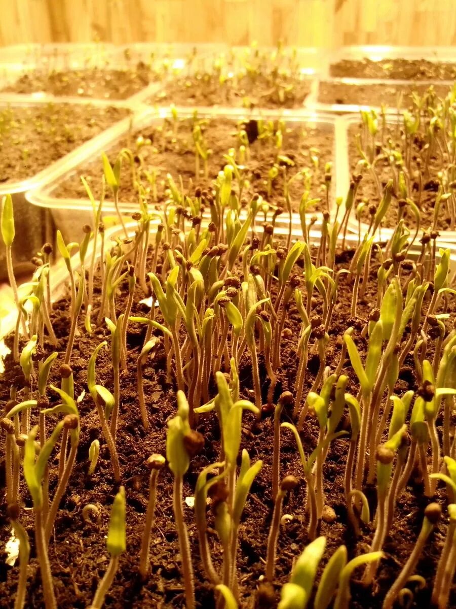 лук шнитт рассада. через сколько лук взойдет. лук севок пророщенный. лук порей рассада. лук эксибишен рассада.