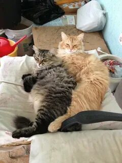 Уживаются 2 кошки