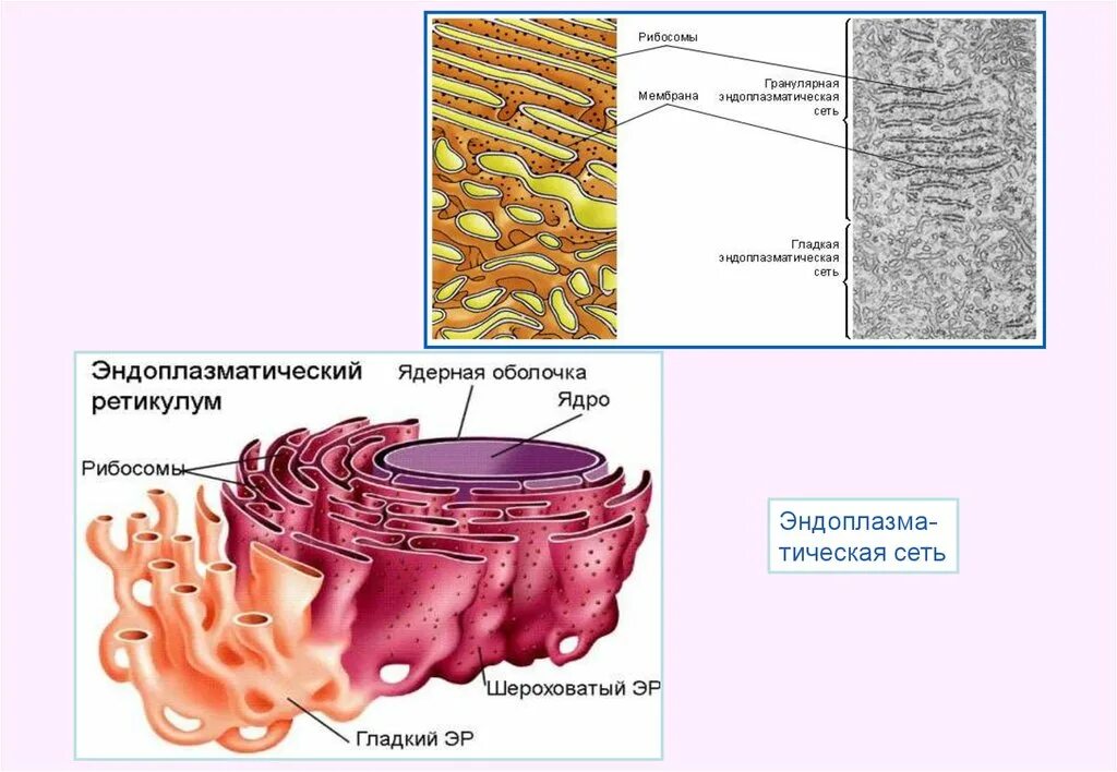 Хлоропласт и эндоплазматическая сеть. Эндоплазматическая сеть ретикулум функции. Эндоплазматический ретикулум строение. Эндоплазматическая сеть рисунок гладкая и шероховатая. Эндоплазматическая сеть гладкая и гранулярная рисунок.