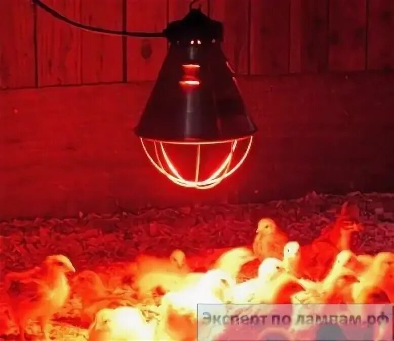 Выключи свет курятник. Свет в курятнике. Светильник для цыплят. Нужно ли освещение в курятнике. Выключи свет курятник.