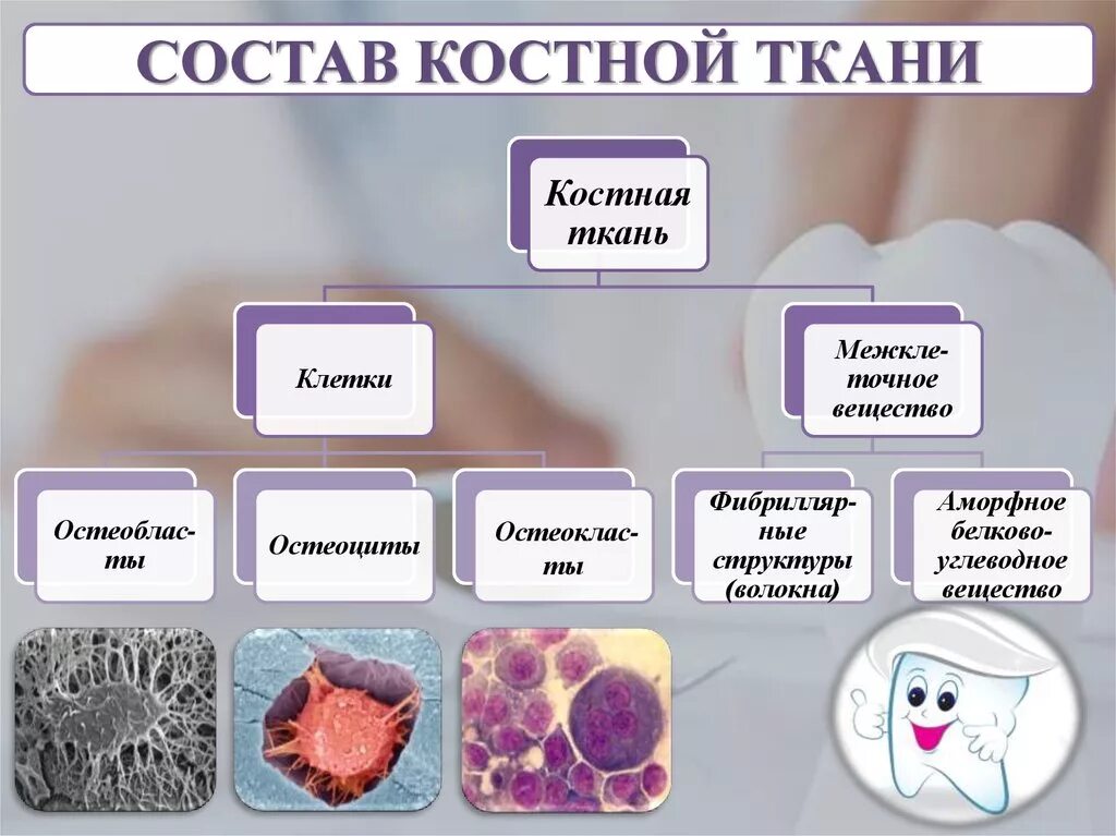 Какие вещества составляют кости. Состав костной ткани. Основные компоненты костной ткани. Основные химические компоненты костной ткани. Минеральные компоненты костной ткани.