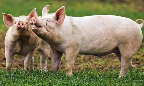 Pig 2