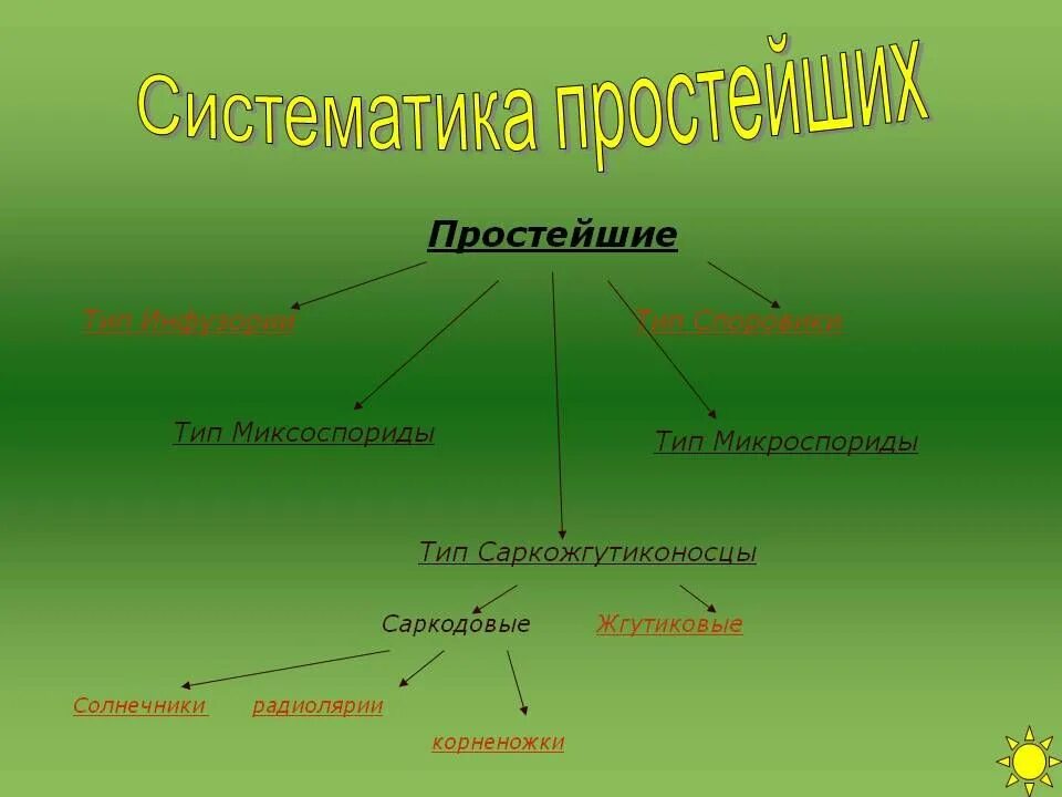 Тип простейшие. Систематика типа Саркожгутиконосцы. Систематика простейших. Систематические группы простейших. 7 групп простейших