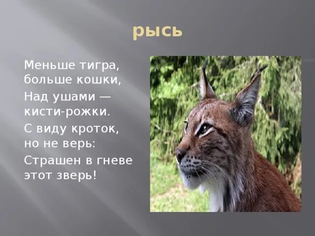 Рысь стих