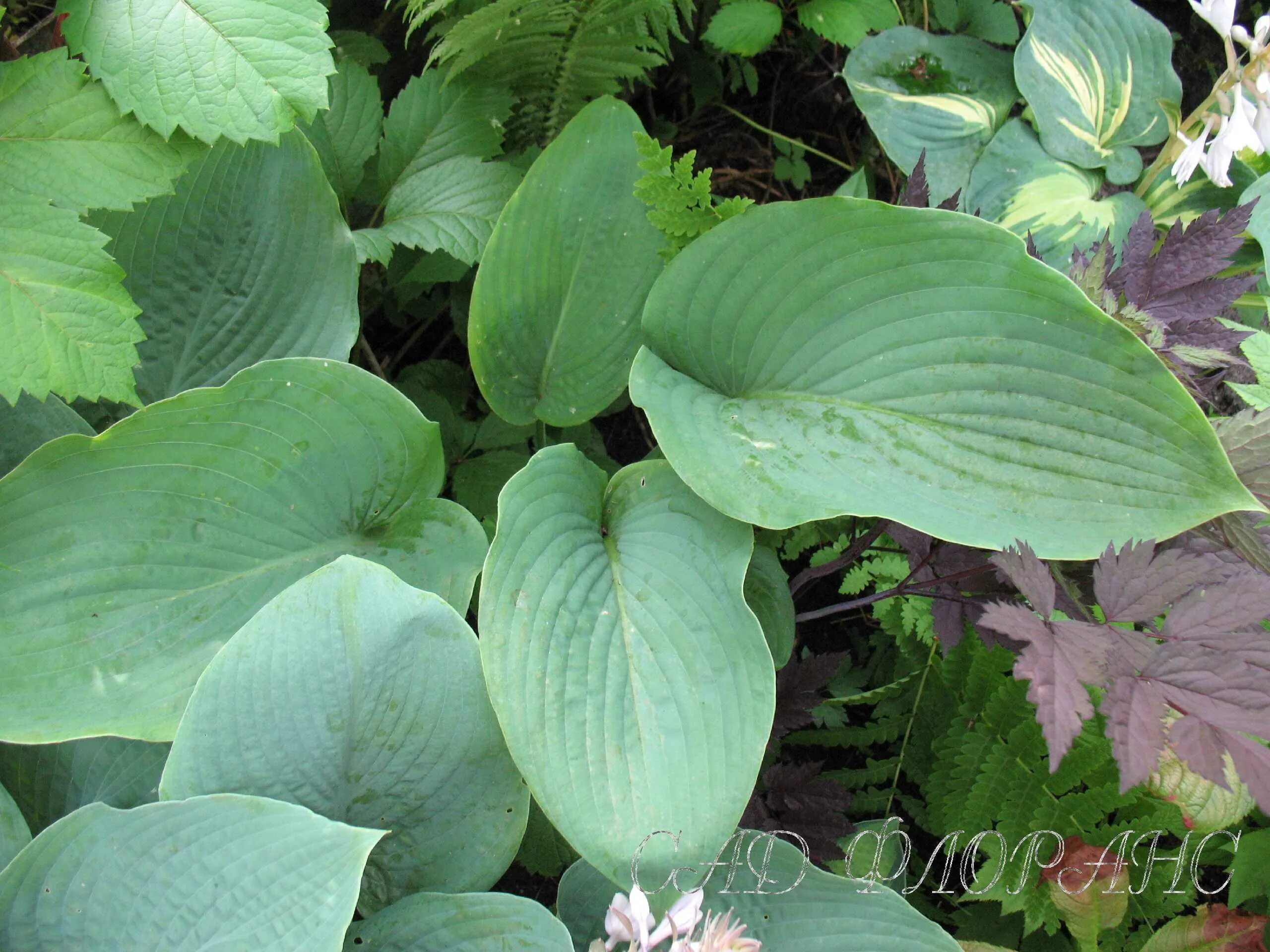 хоста башфул. хоста зибольда frances williams. хоста вильямс. принсе хоста. хоста флемиш скай.