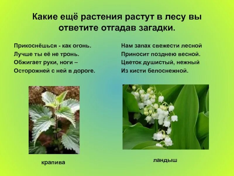 Растение леса сообщение 4 класс. Растения растущие в лесу. какие растения произрастают в лесу. растения леса доклад. в лесу растут растения какие растения.