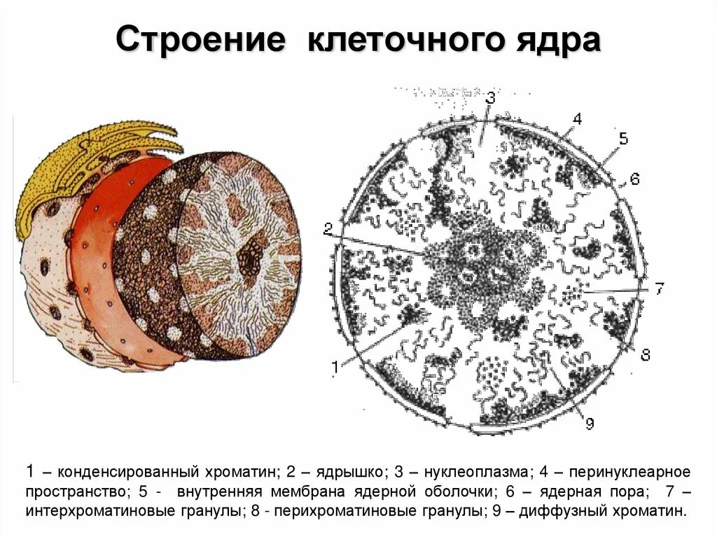 Схема строения ядра клетки. Внутреннее строение ядра клетки. Состав ядра клетки. Строение ядрышка клетки. Клетки имеющие два ядра