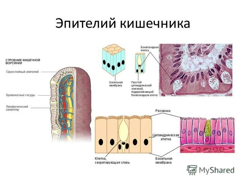 эпителий слизистой тонкого кишечника однослойный. однослойный однорядный цилиндрический железистый эпителий желудка. ворсинки тонкой кишки гистология. детали строения клетки эпителия кишечника. эпителий тонкого кишечника.