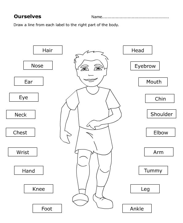 Таблица частей тела на английском языке. Упражнения части тела на английском языке для детей. Части тела на английском для детей задания. Части тела на английском для дошкольников. Use the words to label the