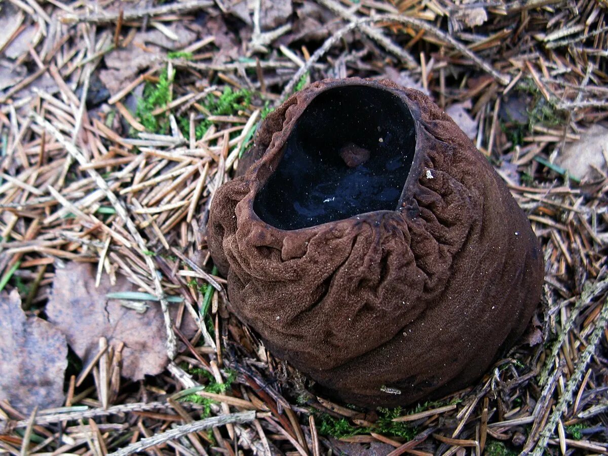 Саркосома шаровидная sarcosoma globosum. Саркосома шаровидная гриб. Саркосома шаровидная (земляное масло). Саркосома шаровидная. Саркосома шаровидная sarcosoma globosum.