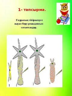 Анальды транс hd