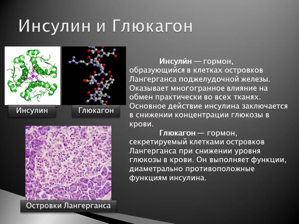 Глюкоза инсулин гликоген глюкагон. Инсулин и глюкагон. Гормоны поджелудочной железы инсулин глюкагон. Инсулин и глюкагон функции. Соматотропин глюкагон