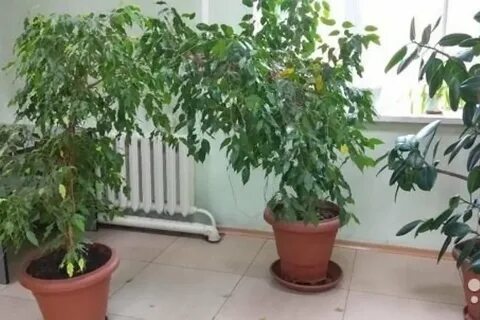 Авито фикус