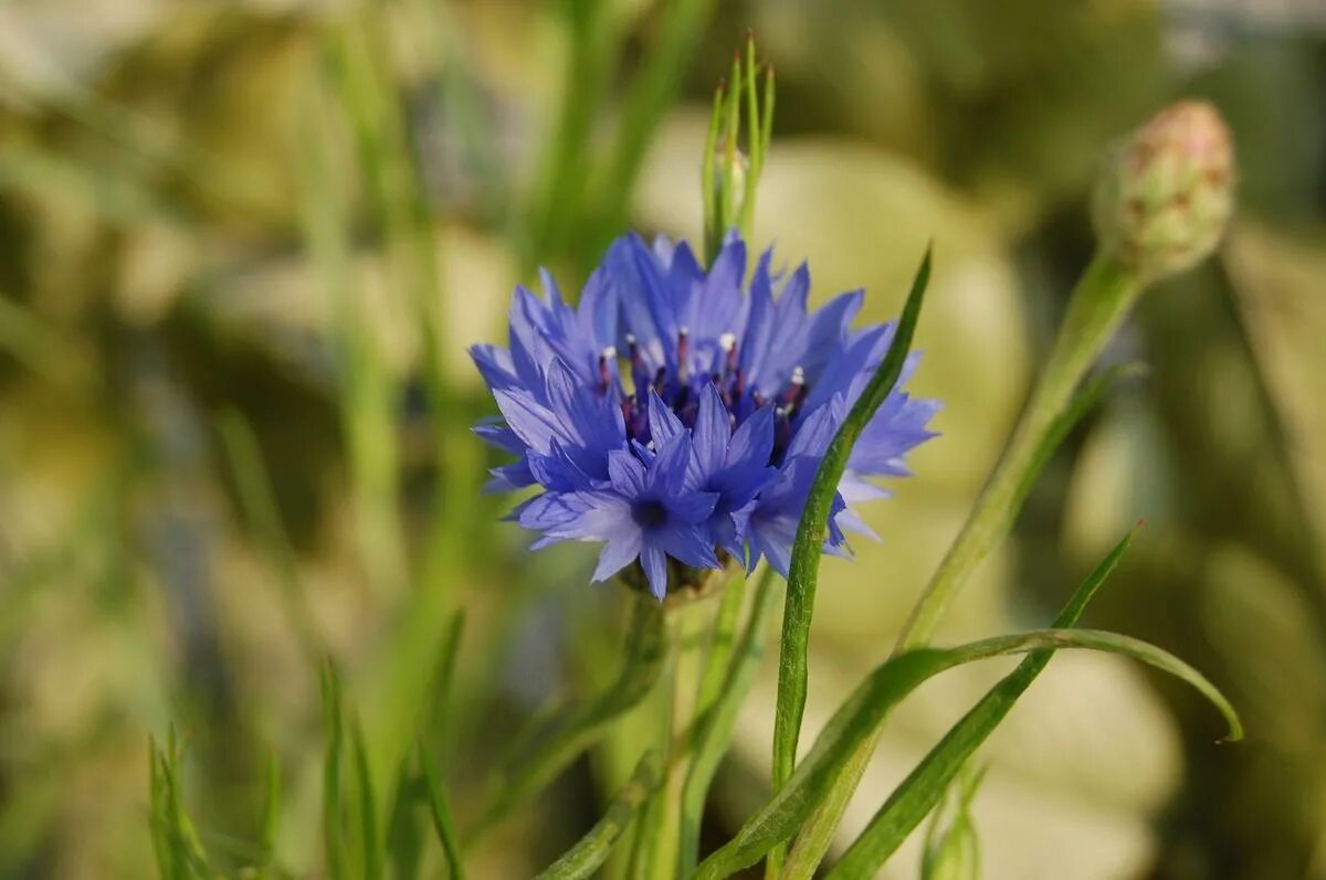 Василек синий (Centaurea cyanus). 6. Centaurea cyanus- Василёк синий. Василек синий цветки ГФ. Василёк синий сорные растения.