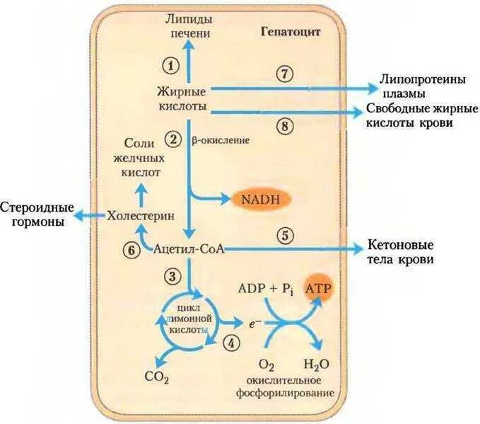 Жирные кислоты в печени. Схема метаболизма жирных кислот. Схема метаболизма липидов в печени. Схема метаболического пути жирных кислот. Схема метаболизма липопротеинов.