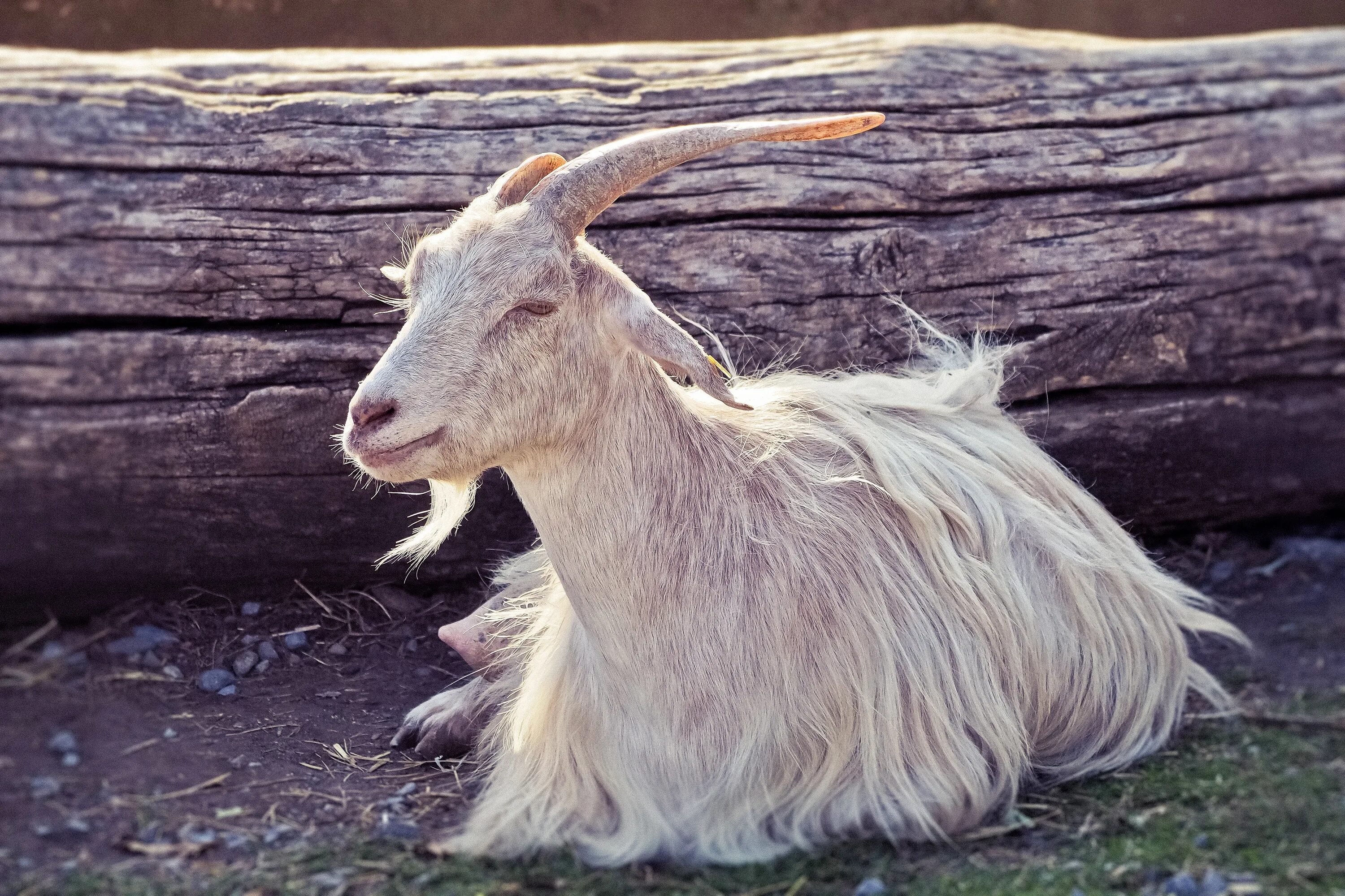 Ангорская коза. Goat (ангорская коза). Ангорская пуховая коза. Кашмирская коза. К чему снится козел с рогами