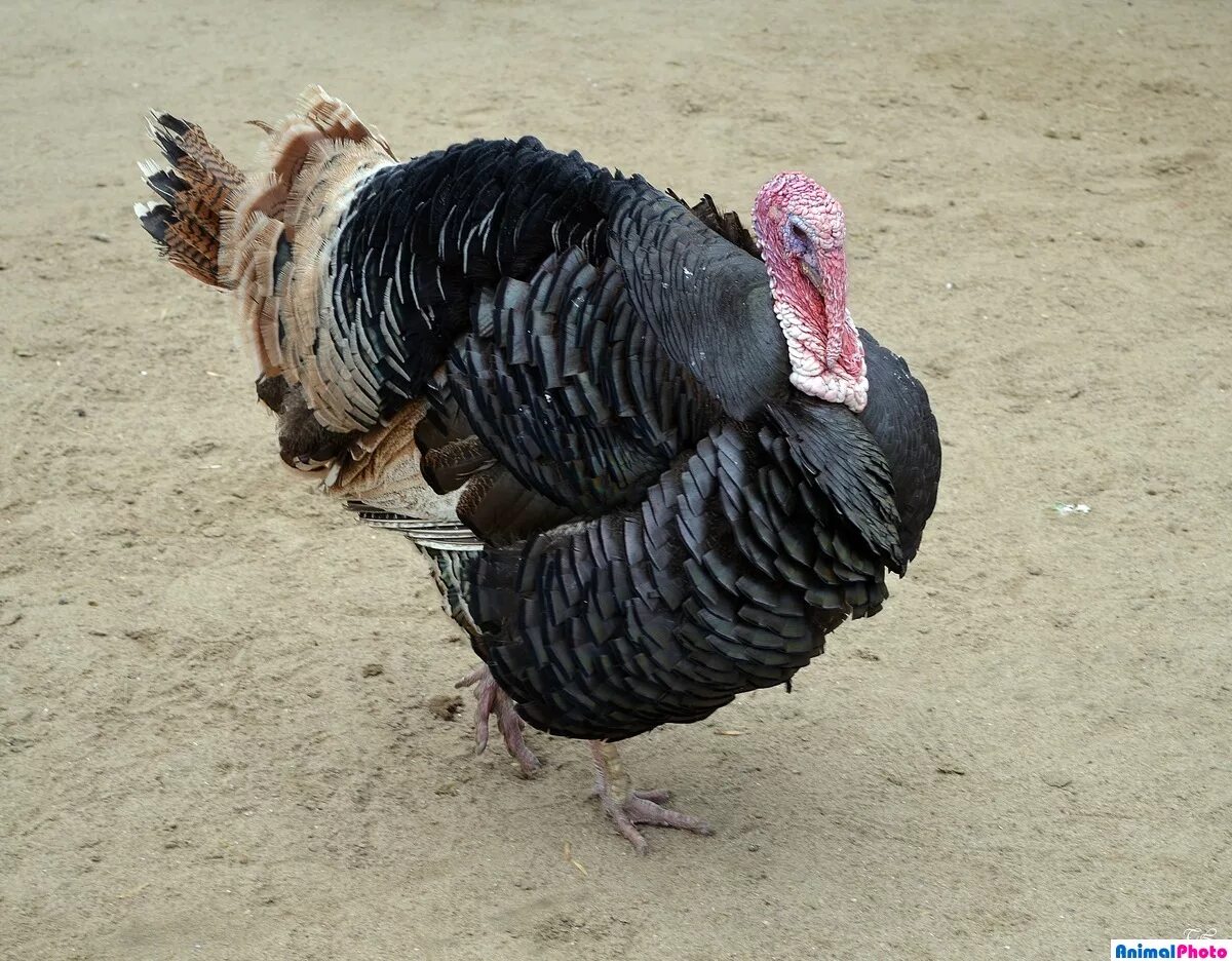 жирный индюк. крик индюка. индюк слушать. индюк в зоопарке. индюк кулдыкает.