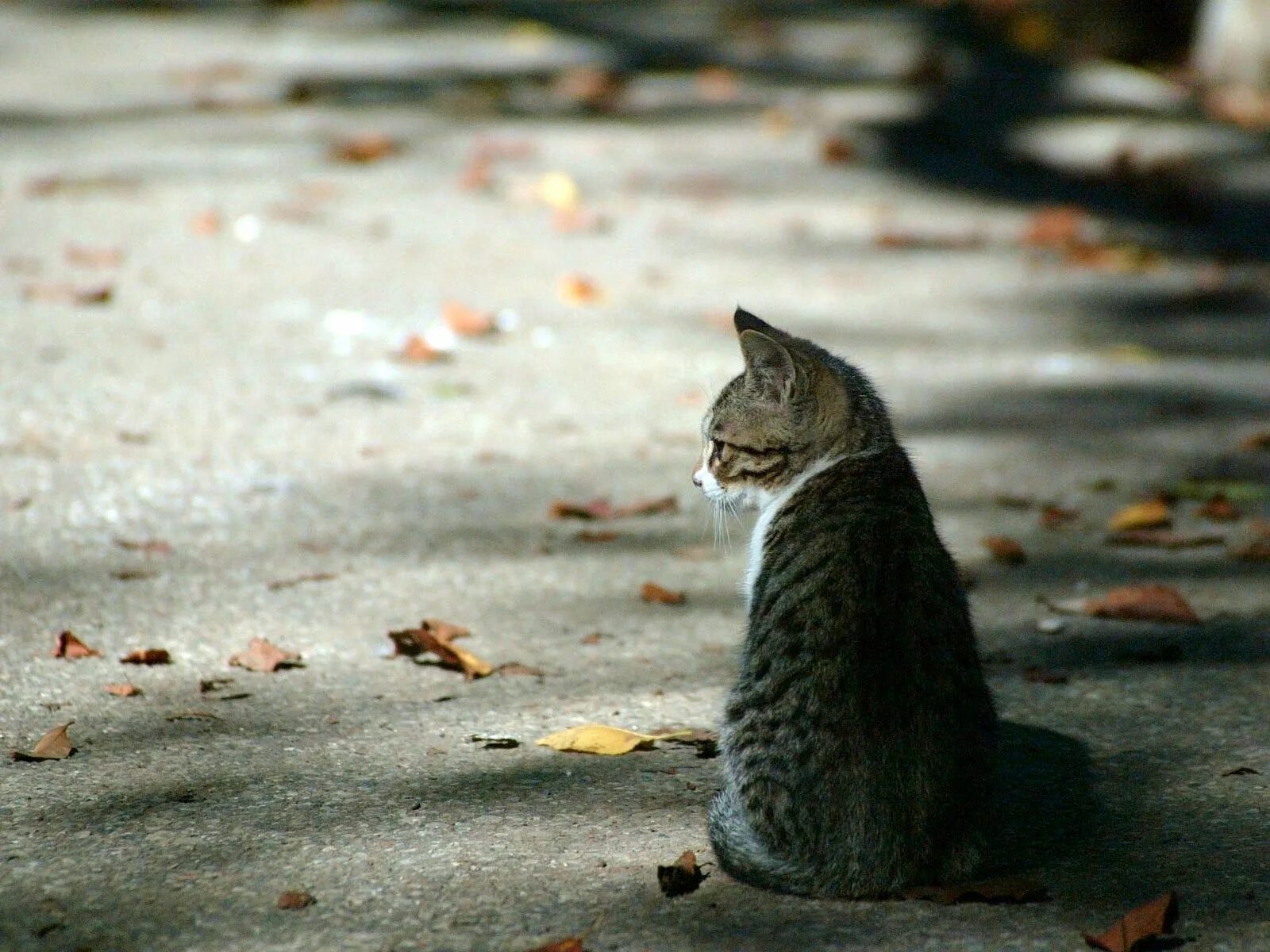 Кот ушел из дома весной. Одинокий котик. Грустные стихи. Стихи про кошек грустные. Красивые стихи о животных.