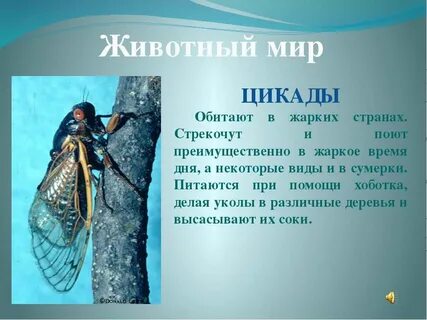 Цикады объяснение