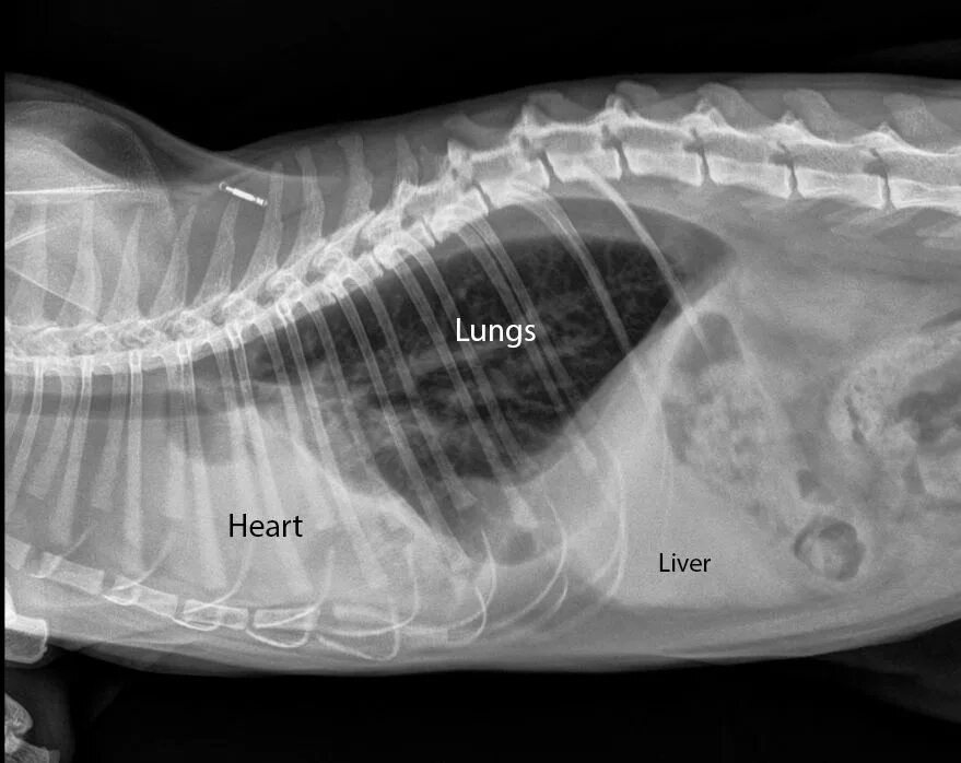 Печень кота. Рентген брюшной полости кошки норма. Рентген брюшной полости собаки. Рентген брюшной полости собаки в норме.