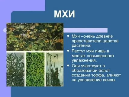 К какому царству относятся мхи
