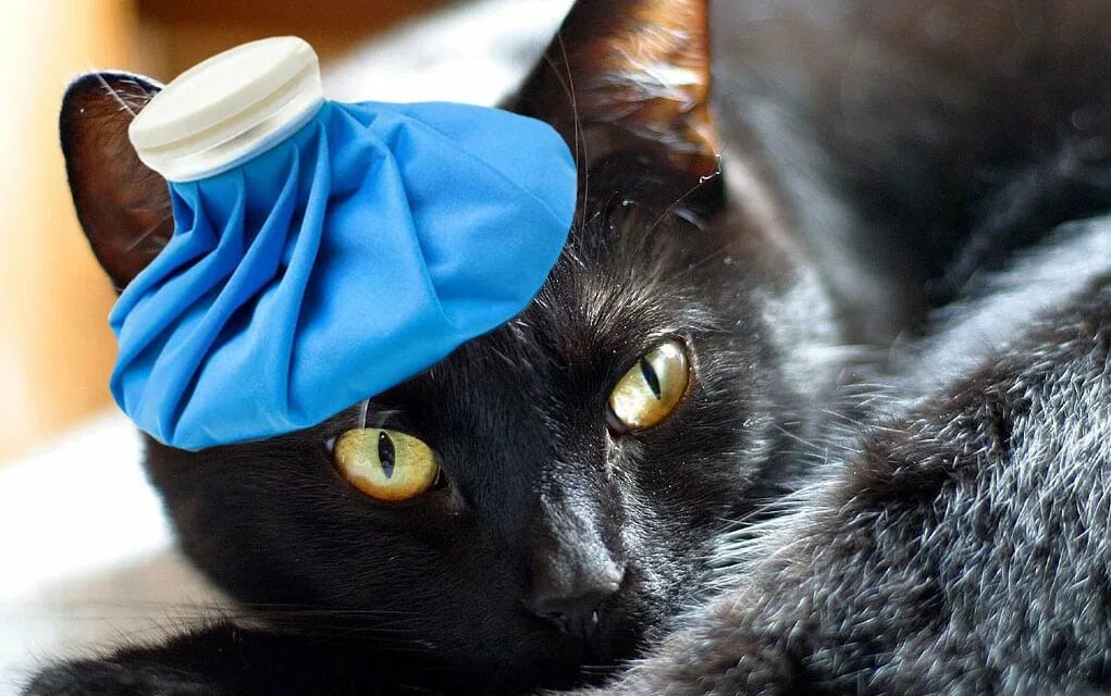 Грипп котов. Кошка болеет. Больной котик. Черный кот болеет. Черная кошка болеет.