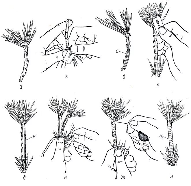 Прививка хвойных. Прививка сосны вприклад сердцевиной на камбий по е.п ПРОКАЗИНУ. Прививка вприклад камбием на камбий. Вегетативное размножение можжевельника. Сосна Горная размножение черенками.