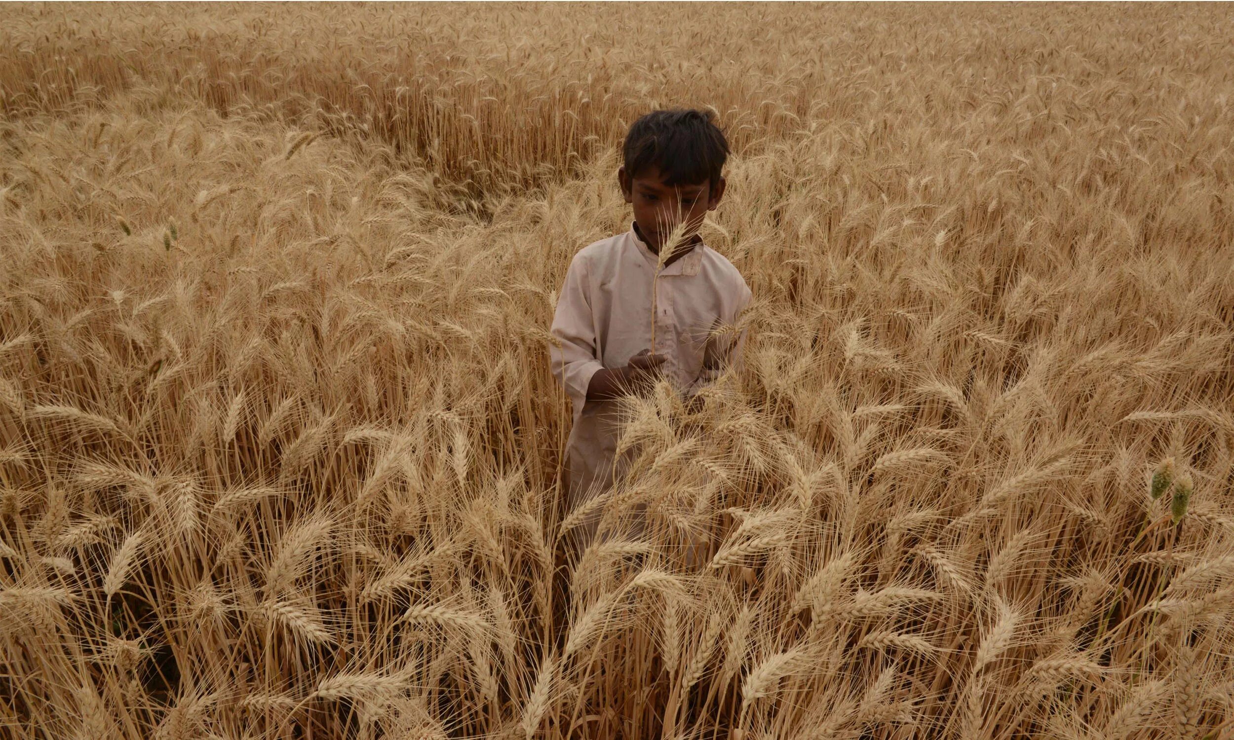 Пшеница в игре. Wheat комбинезон. Photos from the Top of the Wheat field. Wheat fields with Human.