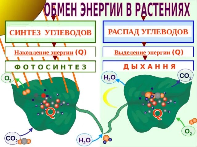 В клетках растений углевод синтезируется в. Синтез углеводов. синтез вещества сахарида. углеводы синтезируются в. что синтезирует углеводы в клетке.