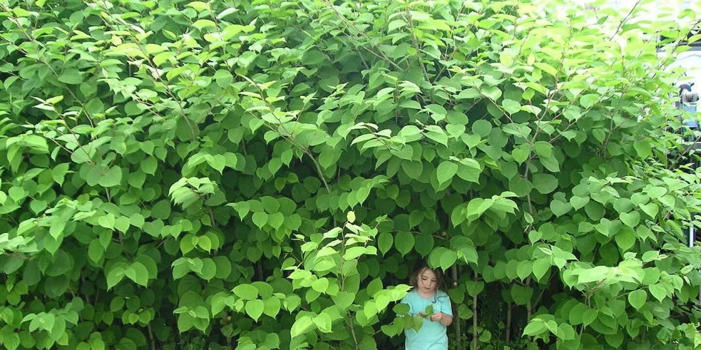 Куст с крупными листьями. Горец сахалинский.( рейнутрия) сибирский бамбук.. рейнутрия богемская. рейнутрия японская. кустарник горец сахалинский.