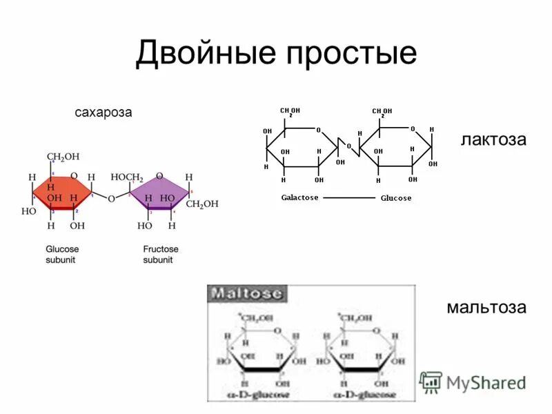 мальтоза лактоза сахароза относится к