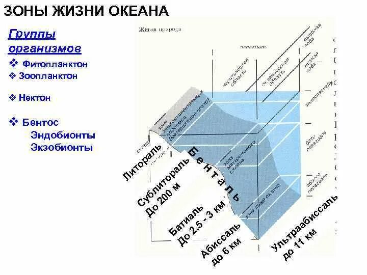 Зоны жизни человека сравниваем моделируем. Зоны жизни в океане. Олигобатные зоны а океане. ЭКЗОБИОНТЫ.