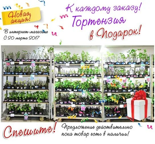 Мир увлечений садовый центр магазины. Магазин посадочного материала. Розарий в мире увлечений в медведково. Мир увлечений садовый центр магазины. Мир увлечений садовый центр.