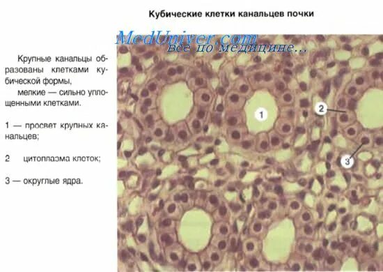 Кубический эпителий источник развития. Кубический эпителий канальцев почки. Однослойный кубический эпителий. Кубические клетки что это. Однослойный цилиндрический эпителий канальцев почек гистология.