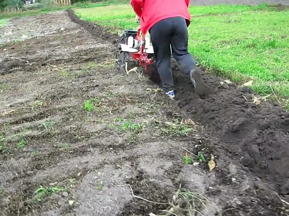 Пахать плугом видео. Вспашка мотоблоком Фаворит. Мотоблок агат вспашка плугом. Агат вспашка огорода. Распашка для культиватора.