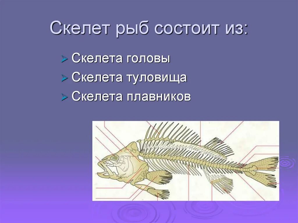 Скелет рыбы биология 7 класс. Скелет туловища рыбы. Скелет рыбы строение. Скелет рыбы состоит из.