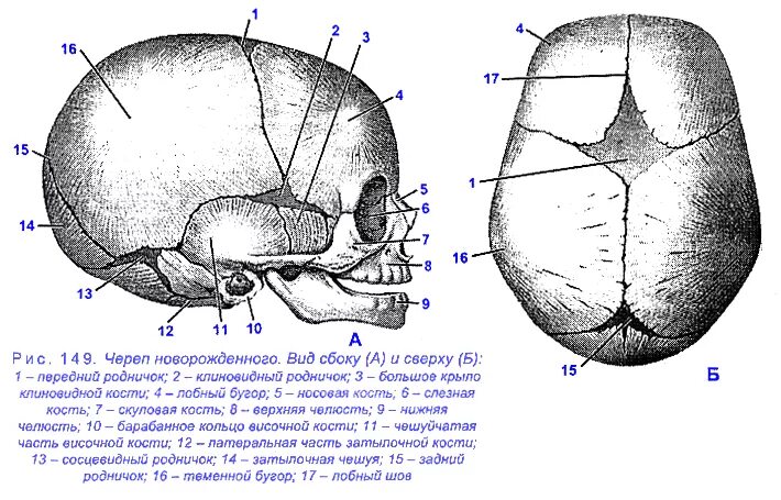 Череп новорожденного вид сбоку и сверху. Роднички новорожденного анатомия черепа. Строение черепа новорожденного швы роднички. Кости и швы черепа новорожденного.